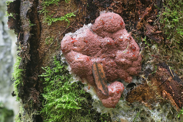 Brefeldia maxima, known as the tapioca slime mold, climbing a birch tree in Finland