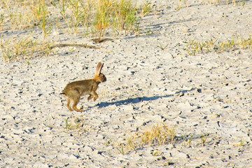 Jumping on the ground gray hare © KVN1777
