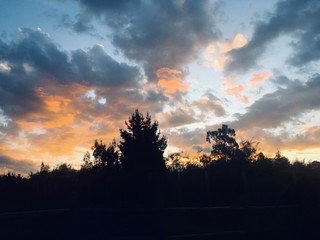 pink clouds over silhouetted trees