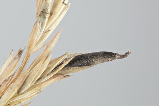 Claviceps purpurea, known as ergot fungus, growing on meadow grass (Poa sp) in Finland