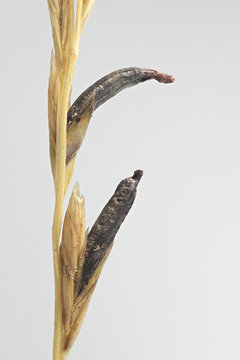 Claviceps purpurea, known as ergot fungus, growing on meadow grass (Poa sp) in Finland