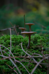 Pilz Alkalischer Rötling im düsteren Wald – Nahaufnahme