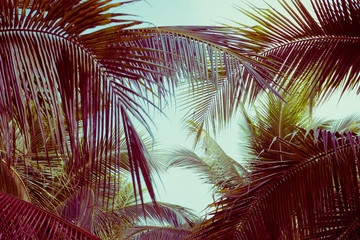Coconut palm tree foliage under sky. Vintage background. Retro toned poster. - 302508408