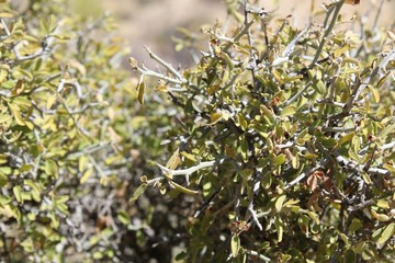 Greythorn is the common name for this Colorado Desert native Shrub growing in Joshua Tree National Park near Cottonwood Spring, and is botanically recognized as Ziziphus Obtusifolia.