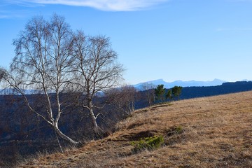 Bare birches on a mountain slope