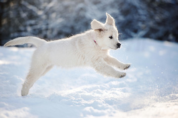 golden retriever puppy running in the snow