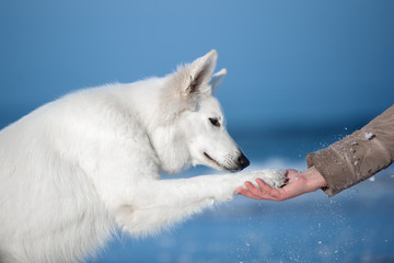 white shepherd dog gives paw to owner © otsphoto