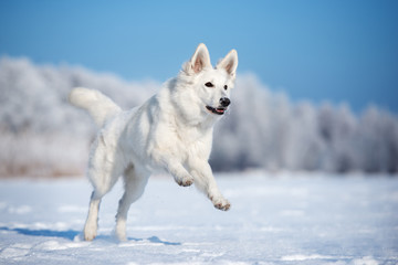 Naklejka premium happy white shepherd dog running outdoors in winter