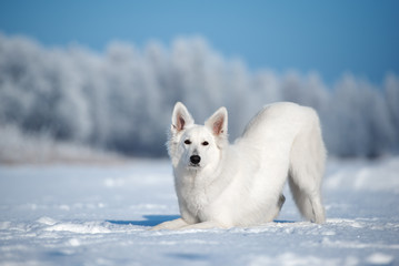 white shepherd dog bows down outdoors in winter