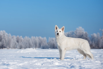 Obraz premium white swiss shepherd dog standing outdoors in winter