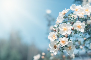 White bush roses on a background of blue sky in the sunlight. Beautiful spring or summer floral background. - obrazy, fototapety, plakaty