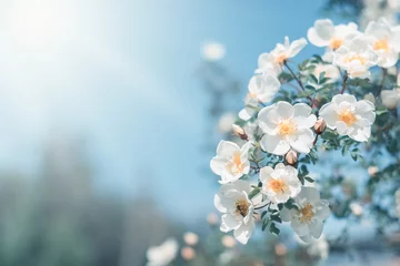 Foto op Canvas White bush roses on a background of blue sky in the sunlight. Beautiful spring or summer floral background. © Yulia