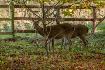 Two Sika Deer in the Autumn Woods, County Wicklow