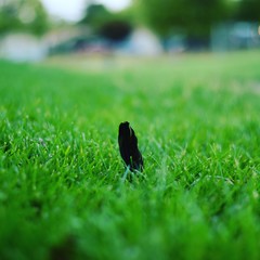 feather in field 