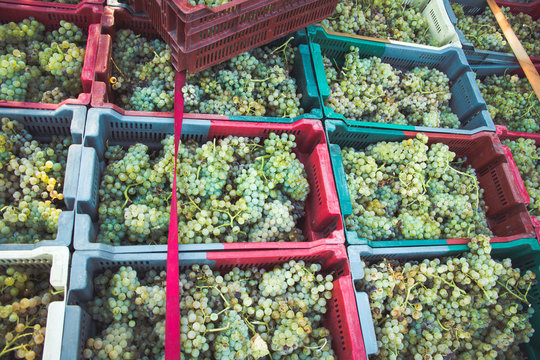 Raisin - vendanges - vigneron