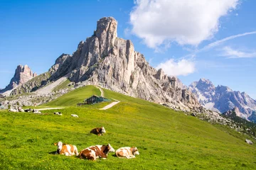 Papier Peint photo autocollant Dolomites Belle vue sur la montagne, vaches au repos et vertes prairies alpines, col Giau, Dolomites, Italie