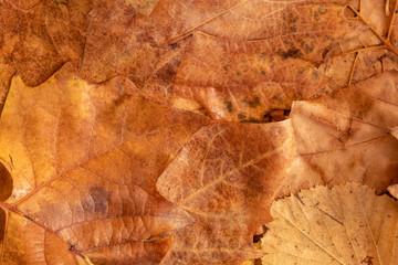 Background Created Using Dry Brown Autumn Leaves