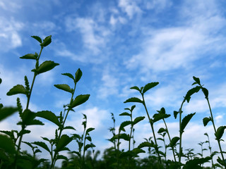 closed up plant shoot and the sky