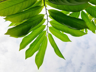 kantali champa leaves