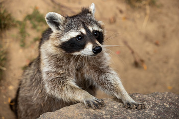 Portrait of young common raccoon
