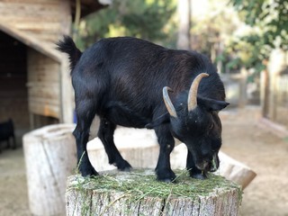 buffalo in field