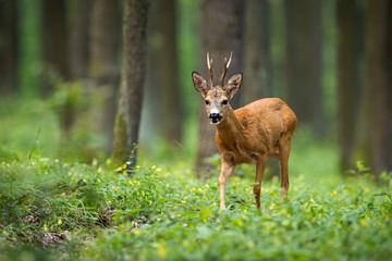 Naklejka na ściany i meble A colorful photo of roe deer, capreolus capreolus, buck looking for mate in the woods. Forest ruminant walking between grass and flowers the ground in summer and looking into the camera.