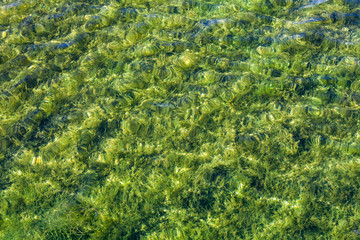 Green algae covering a bottom of shallow lake