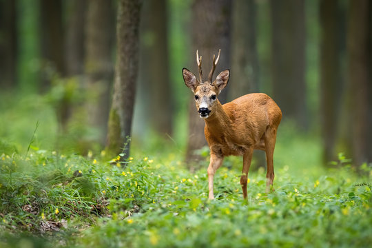 A colorful photo of roe deer, capreolus capreolus, buck looking for mate in the woods. Forest ruminant walking between grass and flowers the ground in summer and looking into the camera.