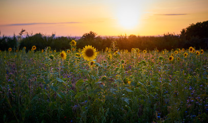 Sonnenblume im Sonnenblumenfeld in der Abendsonne im Gegenlicht