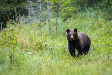 An attentive female of brown bear, ursus arctos, grazing on the forest meadow and looking straight into the camera. An adorable beast of prey observing its territory.