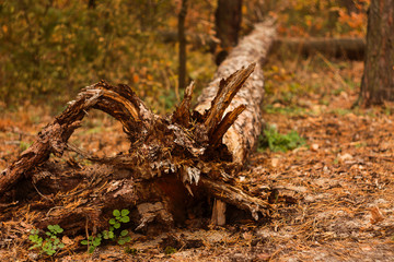 fallen tree in the forest