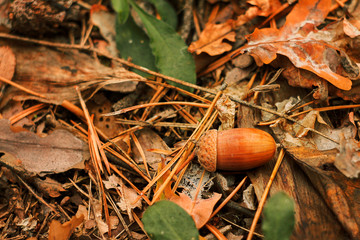 oak acorn in autumn leaves