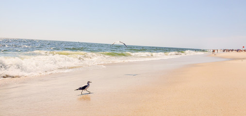 Seagull on the beach in New York