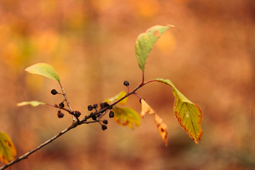 branch of tree with leaves on a background