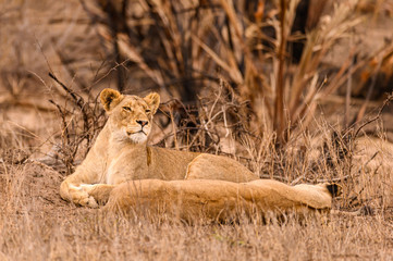Lioness alert to activity in the area while the rest of the pride sleeps 