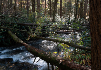 Fallen trees across creek in autumn 2