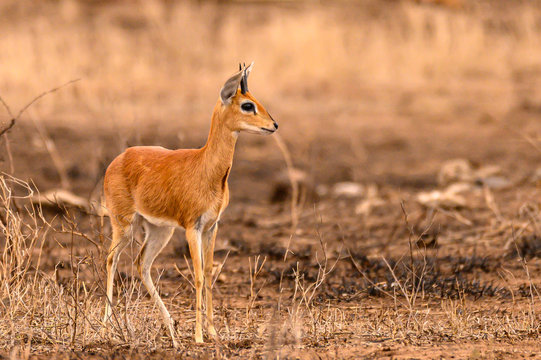 Steenbok ram standing alert to visible predator presence in close proximity.