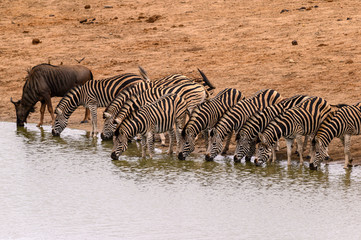 Fototapeta na wymiar Herd of Burchell’s Zebra lined up drinking in unison with a lone Wildebeest