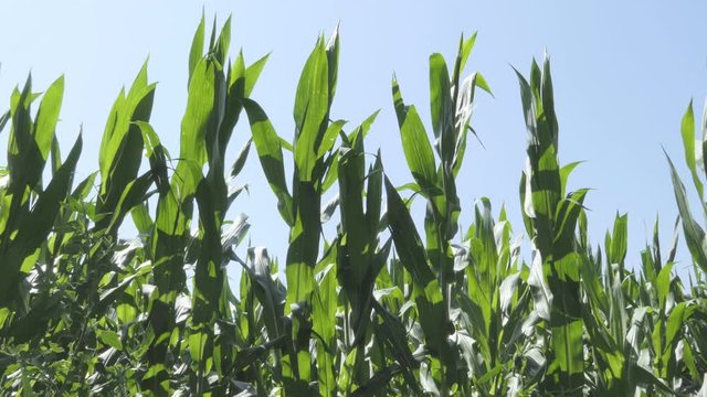 Fast zoom in on a maize field