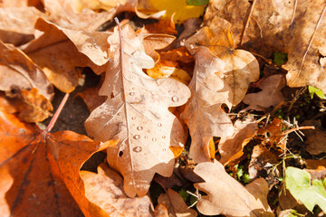 autumn leaves on the ground, yellow and brown oak leaves with rain drops, no people