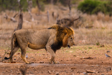 Black maned African Lion circumventing the drinking hole searching for an opportune place to drink.