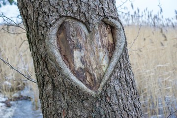 carved heart in a tree - Powered by Adobe