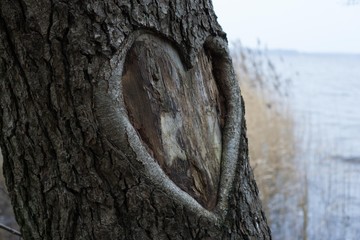 heart cut into tree