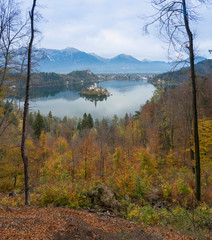 Fototapeta na wymiar Aerial view of lake Bled surrounded by autumn forest and two tree trunks as a frame foreground