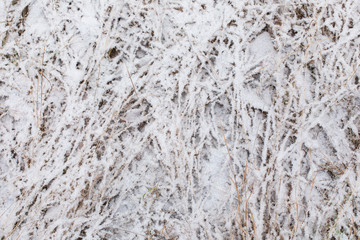 Nature, Plantes gelées, Finlande, forêt d'Ihamaniemi