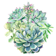 composition of succulents, green bouquet, echeveria watercolor illustration, botanical painting