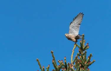 Turmfalke setzt zum Flug an von einem Tannenbaum