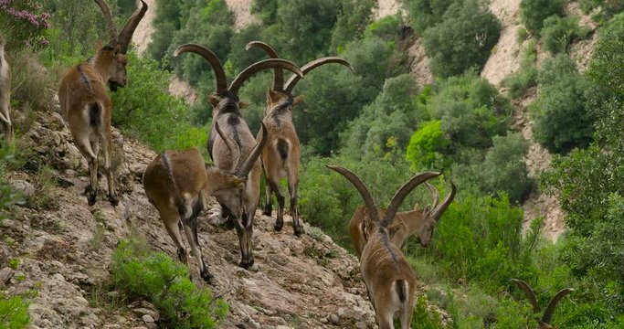 Spanish Wild Goats (Iberian Ibex) on Montserrat Mountain Close-up, Catalonia, Spain