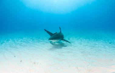 Fototapeta premium Bull shark at the Bahamas