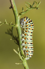 Papilio machaon caterpillar the Old World or common yellow swallowtail, caterpillar and chrysalis...